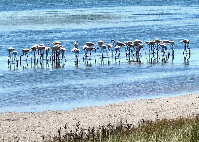 Rose's Foz فوز دو أريلهو