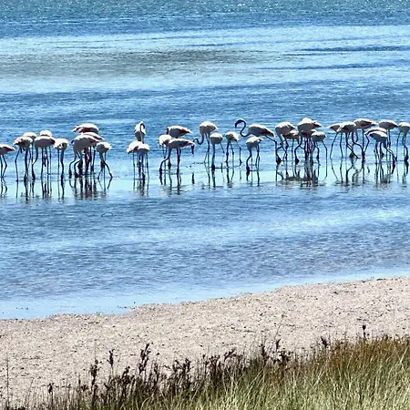 Rose's Foz Foz do Arelho